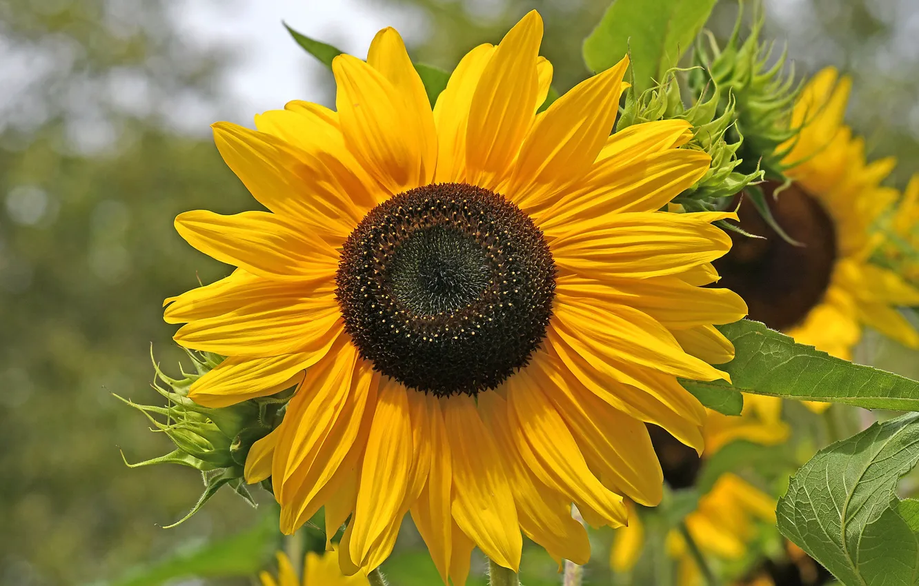 Photo wallpaper sunflower, petals, the sun