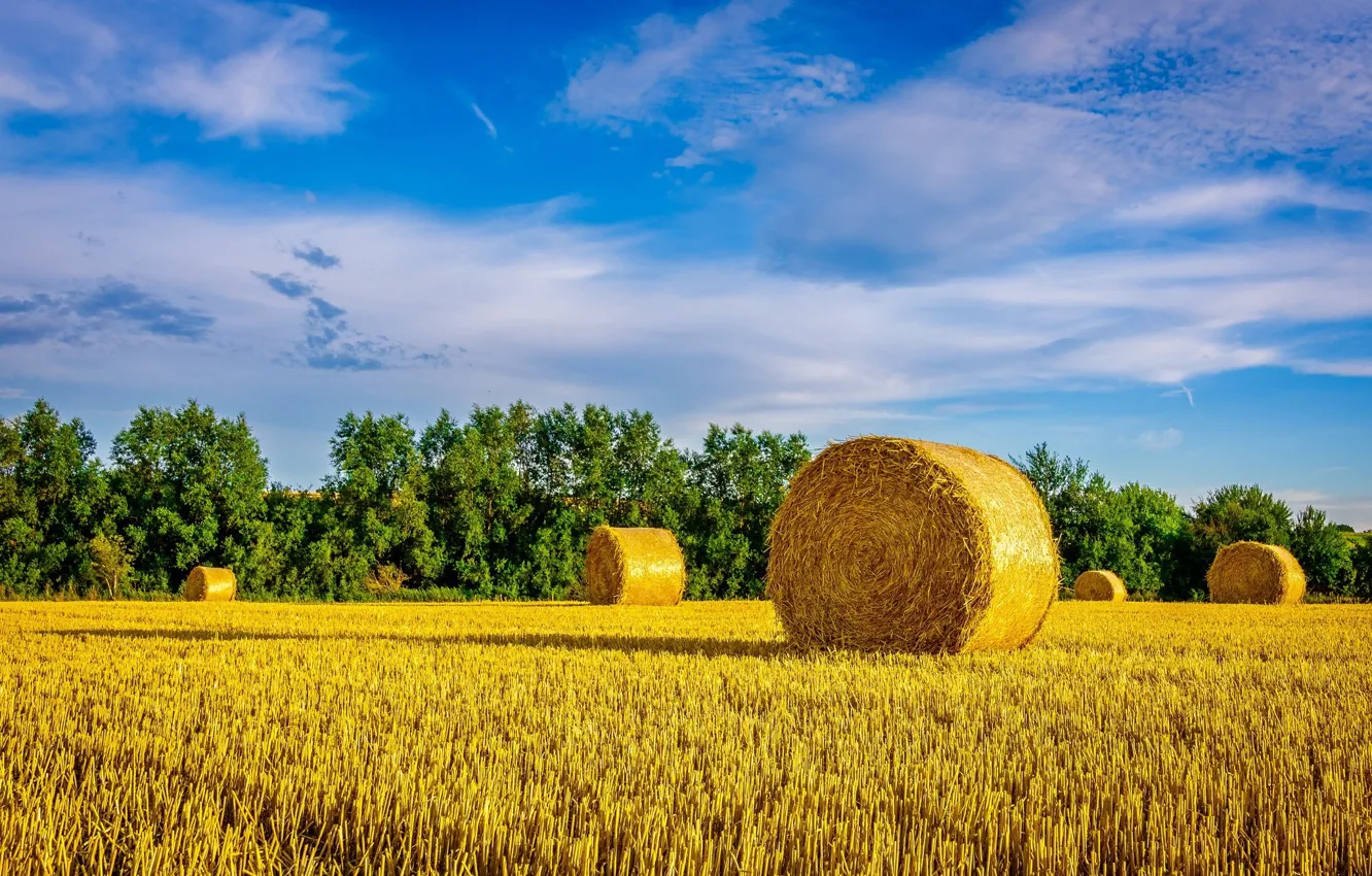 Photo wallpaper field, hay, bales