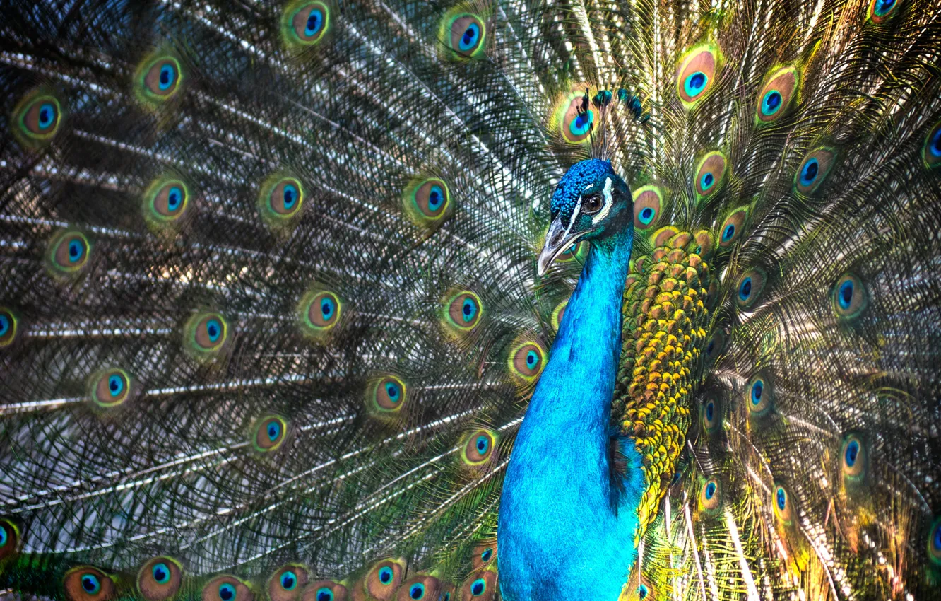 Photo wallpaper bird, portrait, tail, peacock