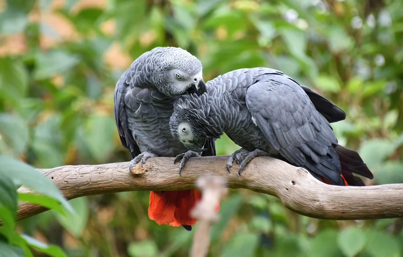Photo wallpaper pose, grey, bird, foliage, two, parrot, pair, a couple