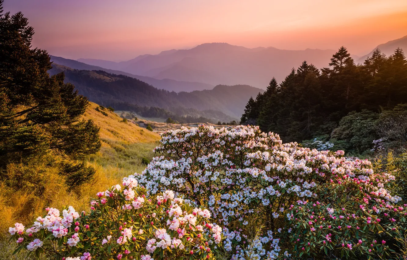 Photo wallpaper forest, flowers, mountains, nature, fog, dawn, hills, beauty