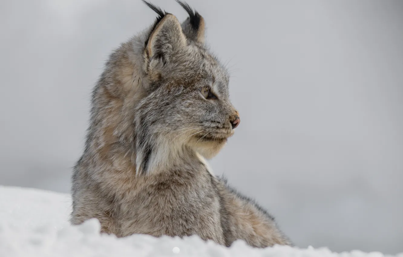 Photo wallpaper face, snow, background, portrait, profile, lynx, wild cat