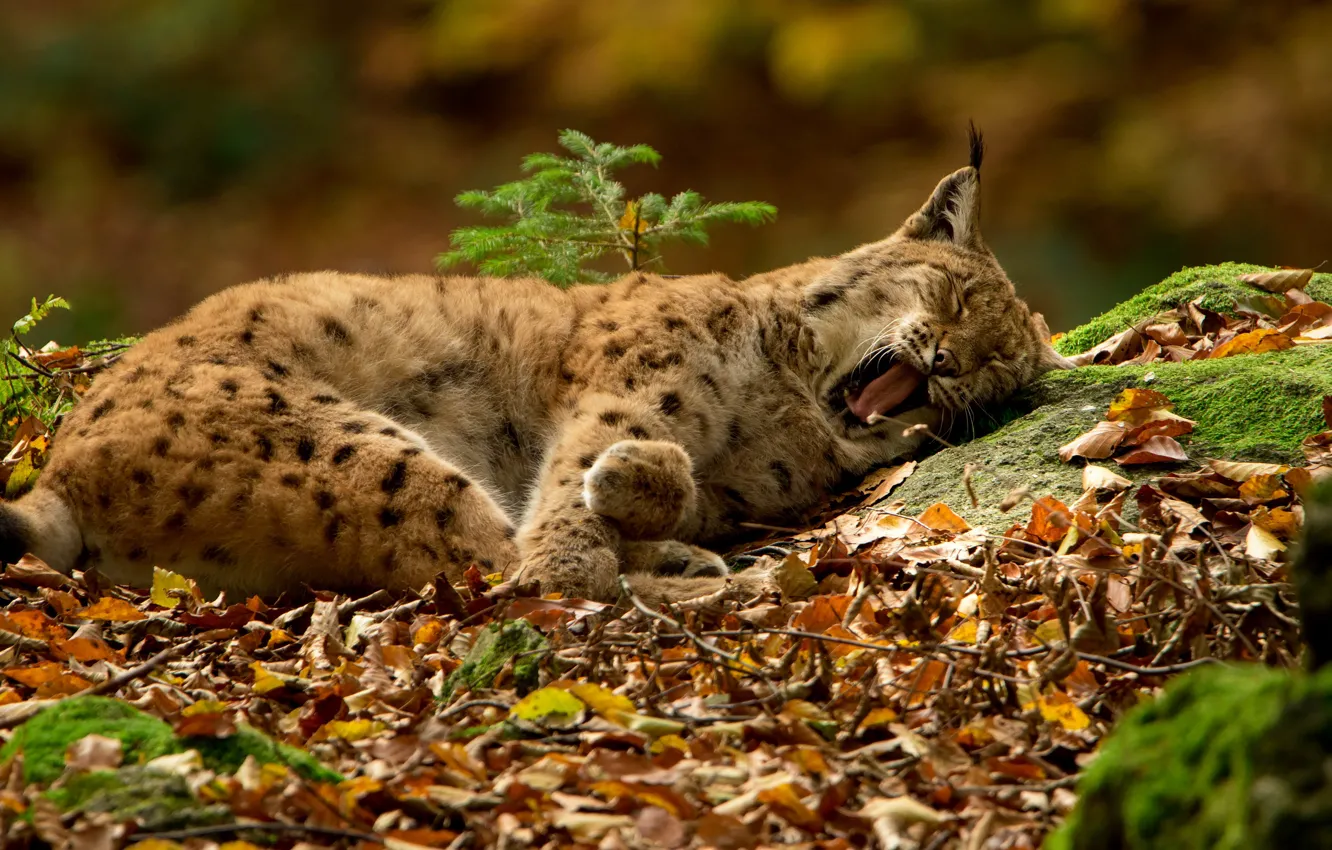 Photo wallpaper autumn, leaves, mouth, lies, lynx, Zev