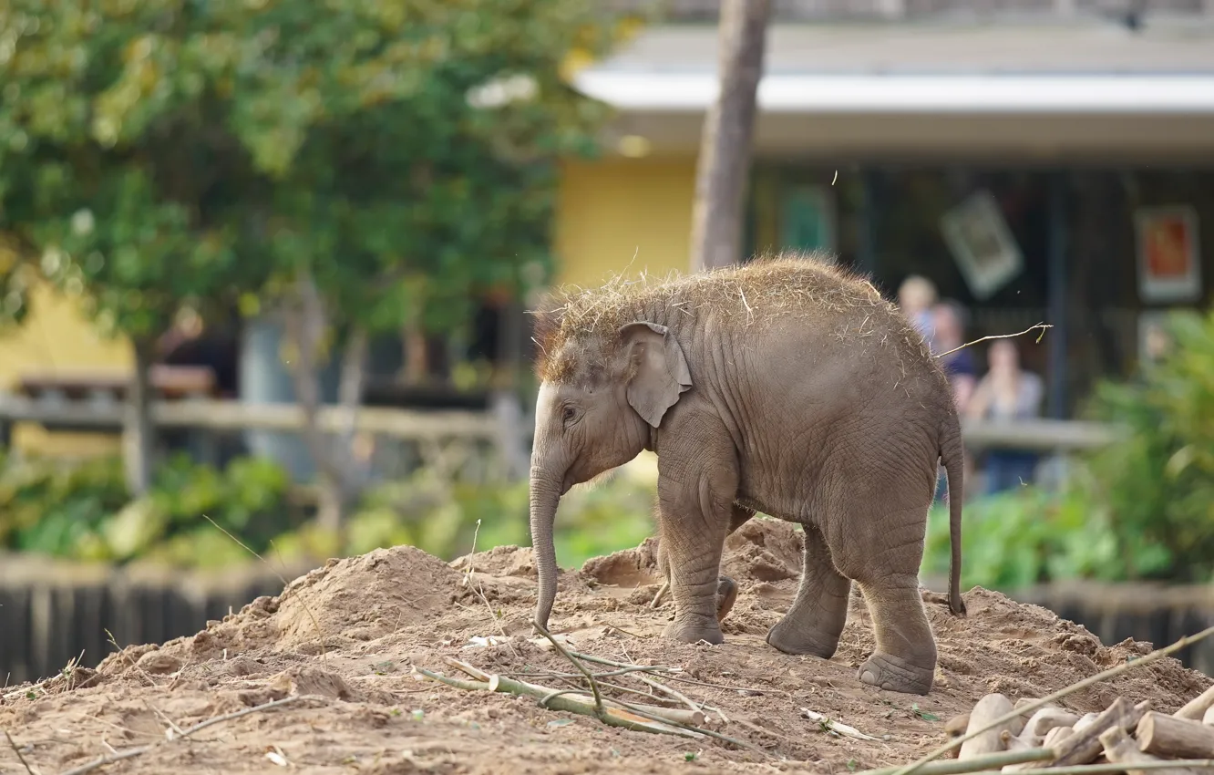 Photo wallpaper elephant, baby, zoo