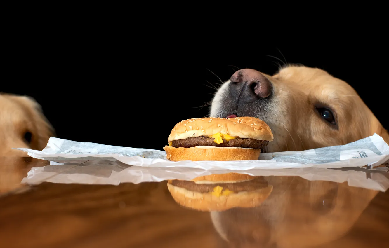 Photo wallpaper look, table, food, dog, hamburger, dog