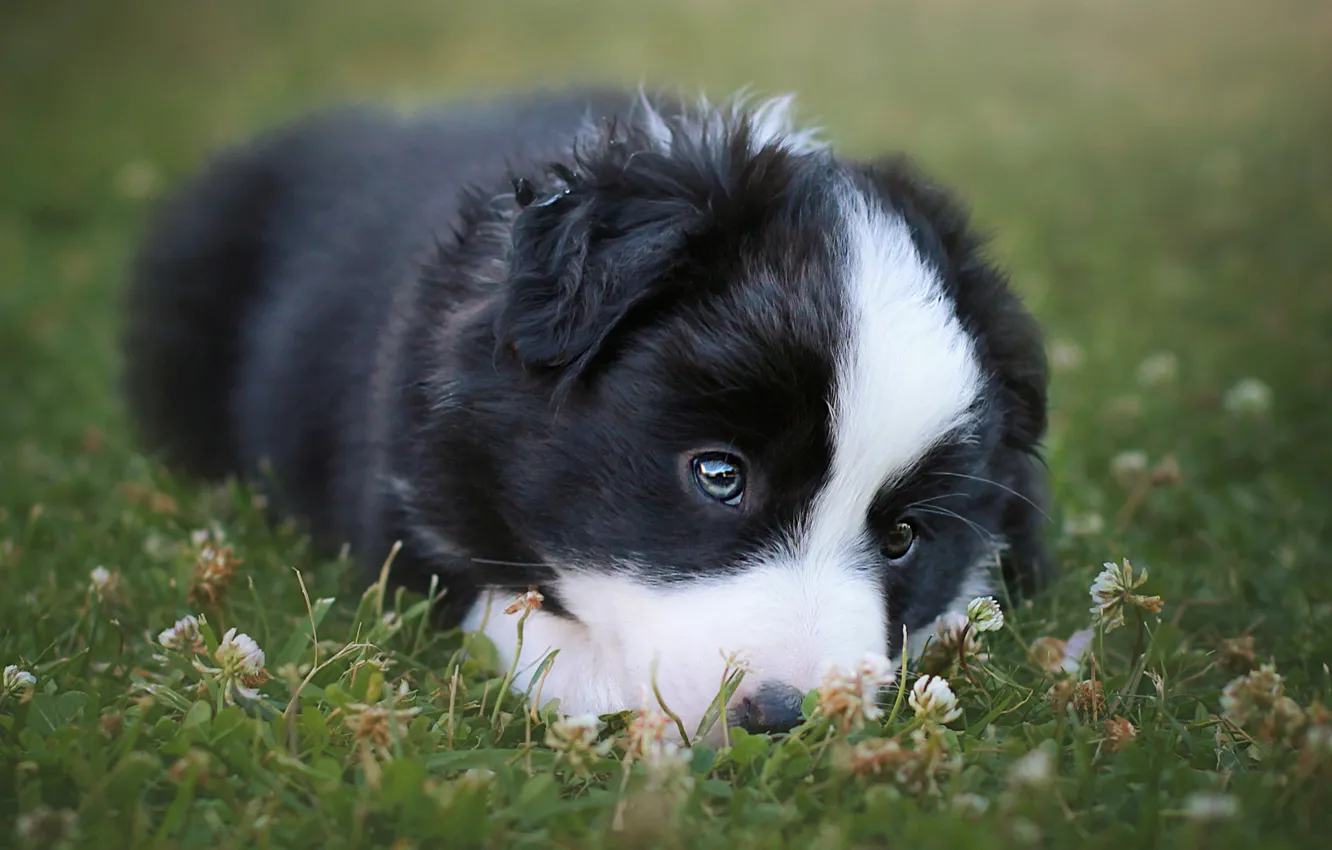 Photo wallpaper grass, look, nature, sweetheart, dog, baby, puppy, lies