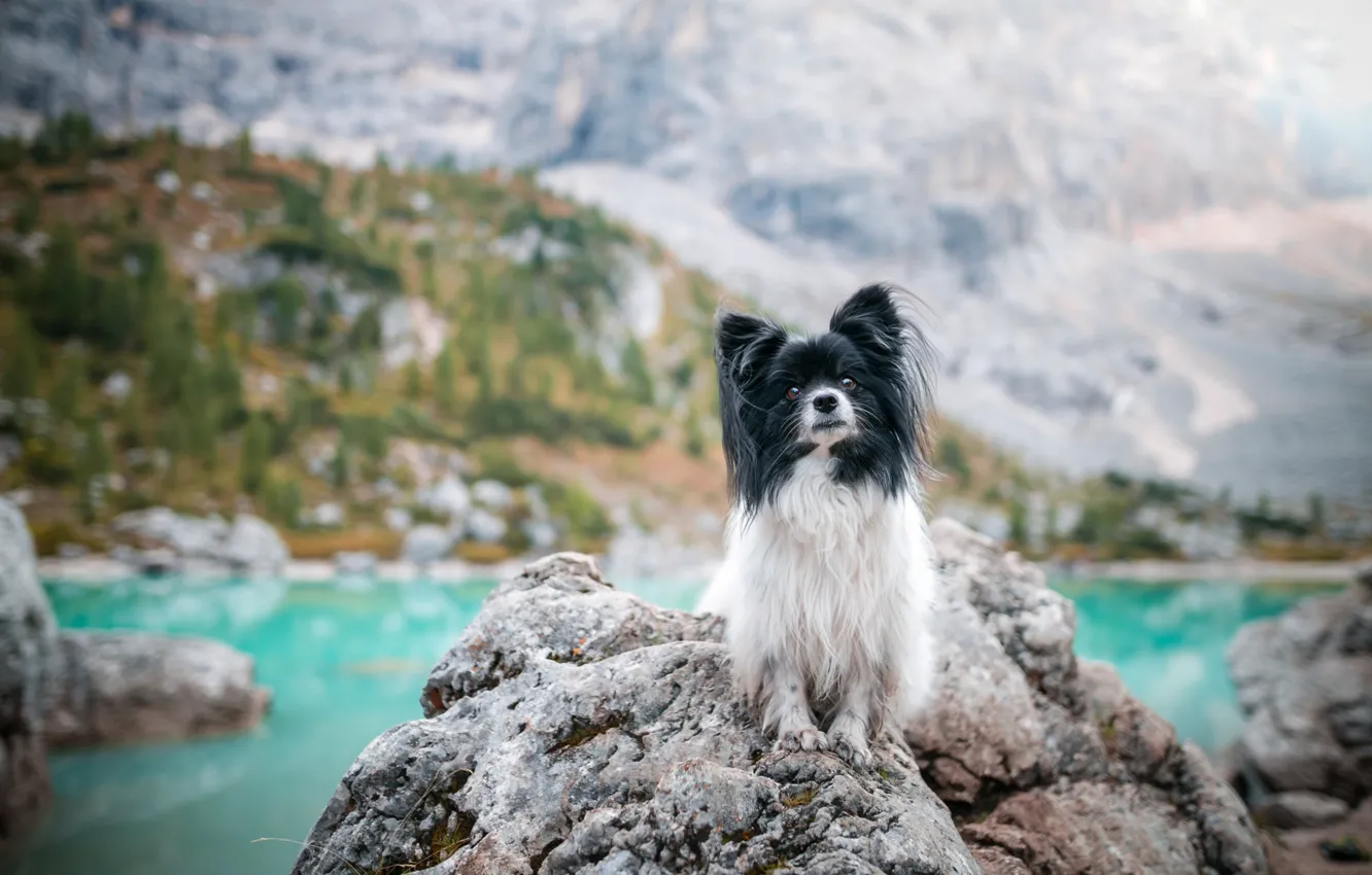 Photo wallpaper mountains, nature, lake, stones, rocks, dog, dog, pond