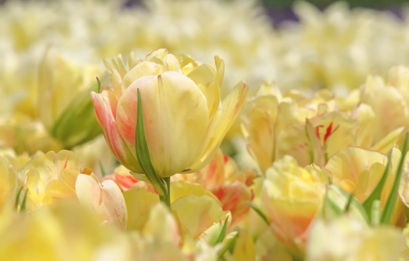 Photo wallpaper yellow, tulips, buds