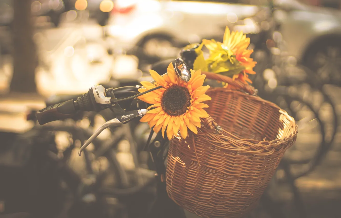 Photo wallpaper machine, bike, the city, basket, sunflower, bikes, horn