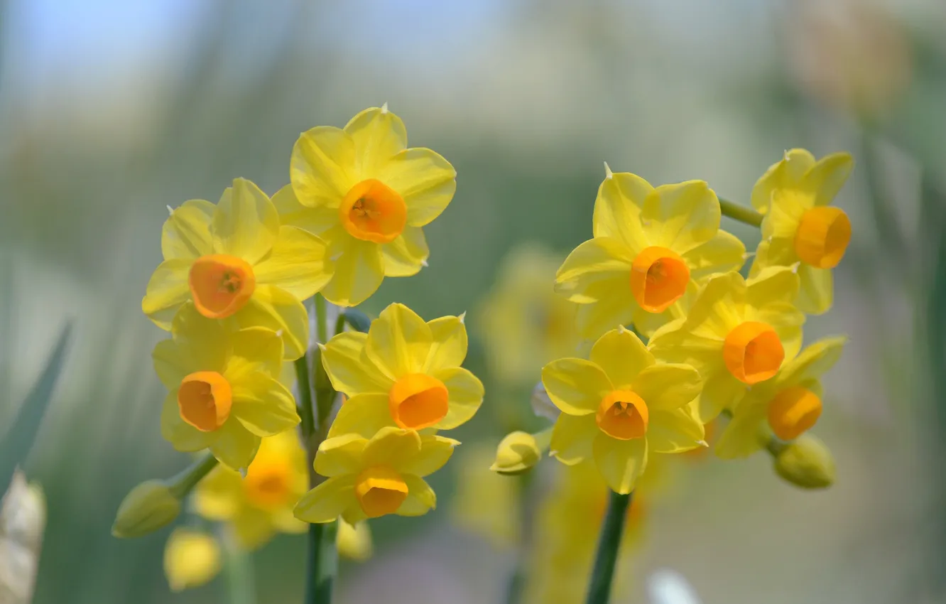 Photo wallpaper flowers, yellow, background, spring, daffodils
