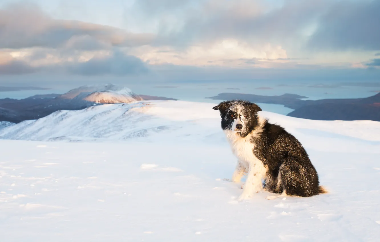 Photo wallpaper winter, frost, look, snow, mountains, tops, dog, the border collie