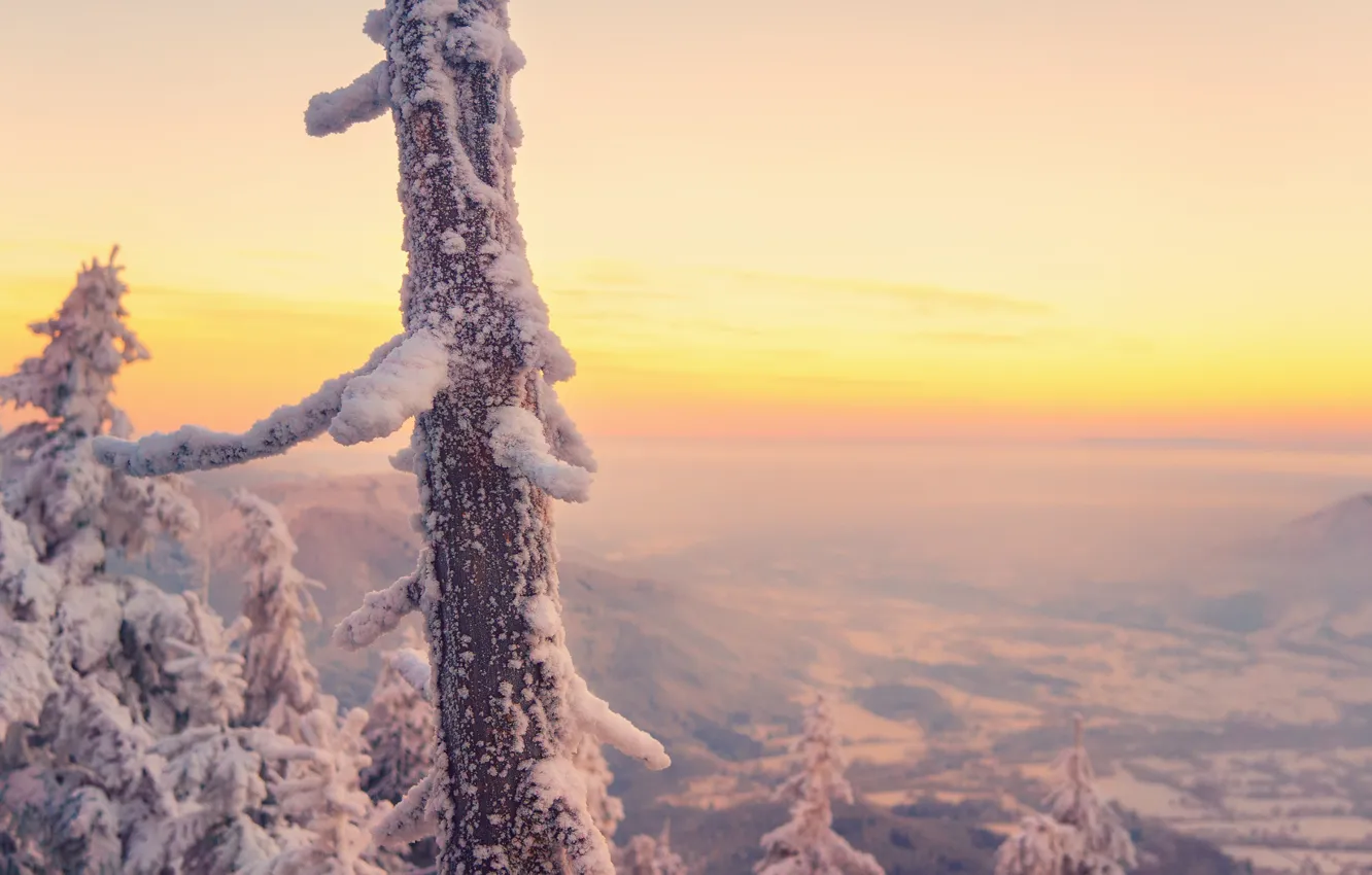 Photo wallpaper cold, winter, frost, the sky, trees, mountains, branches, frost
