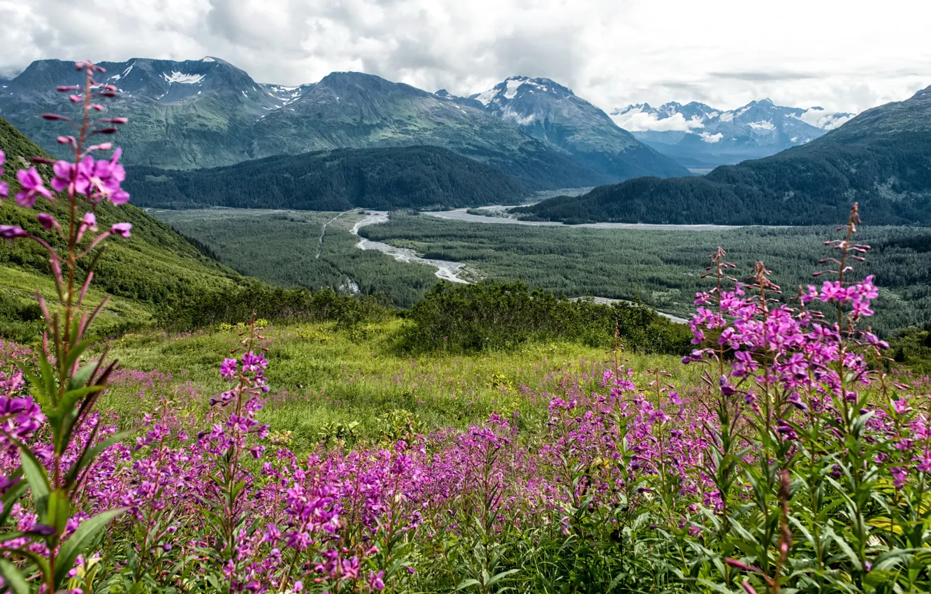 Photo wallpaper forest, grass, clouds, flowers, mountains, valley, slope, Alaska