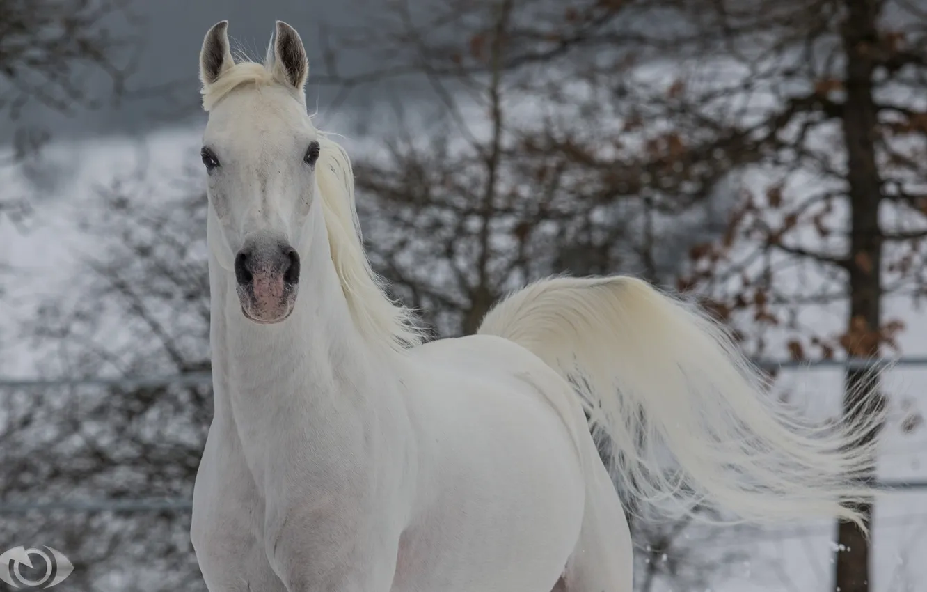 Photo wallpaper face, horse, horse, running, mane, tail, grace, (с) Oliver Seitz