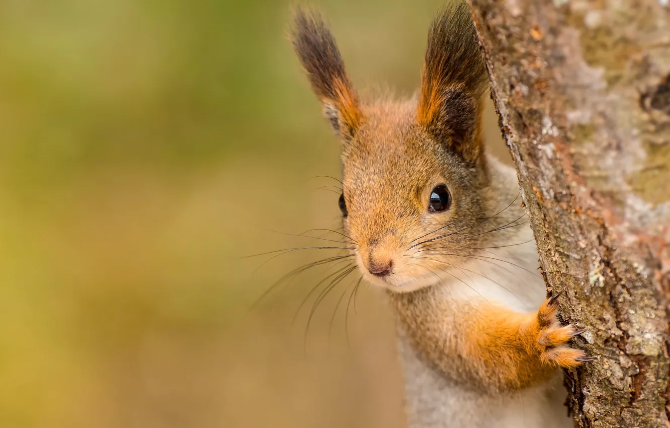 Photo wallpaper protein, muzzle, red