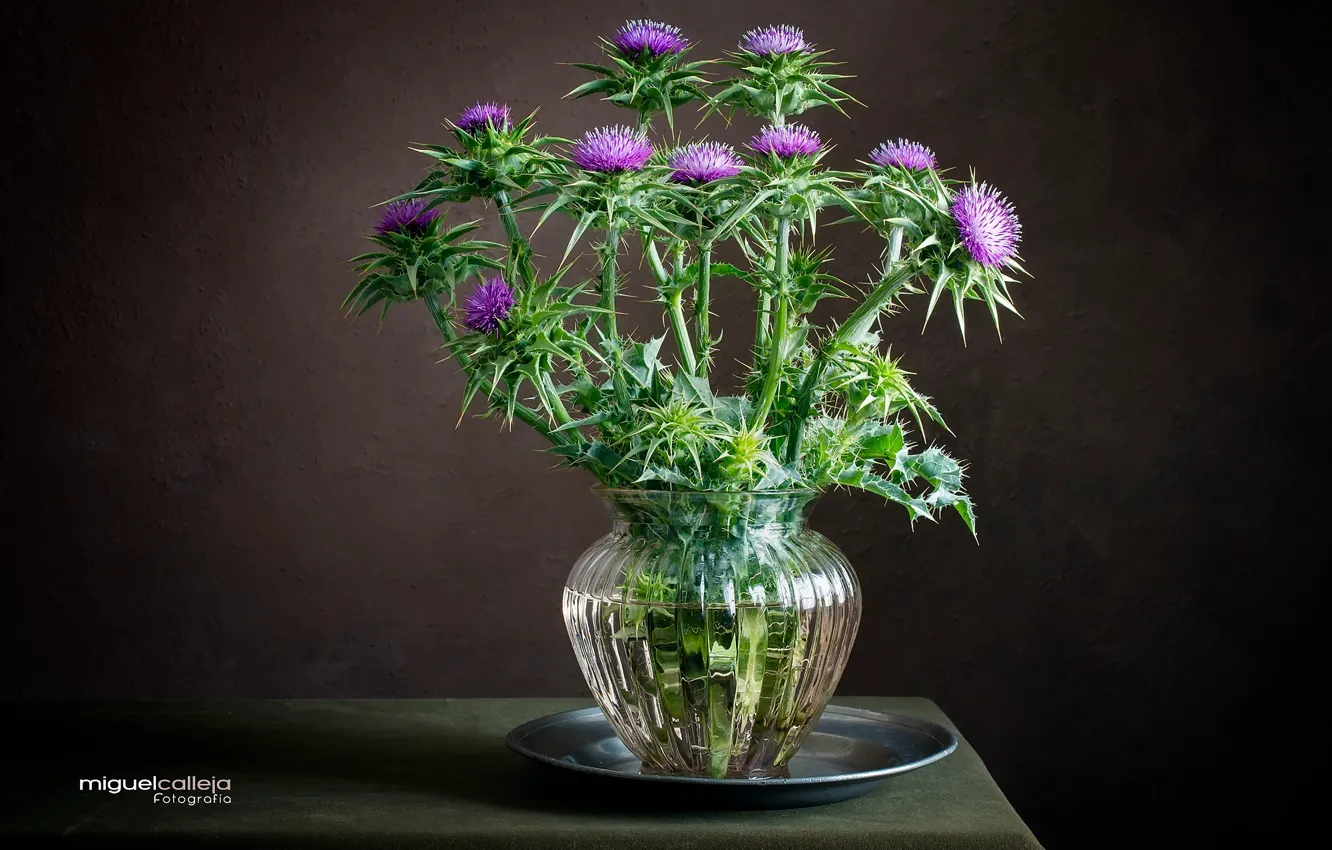 Photo wallpaper barb, vase, Thistle