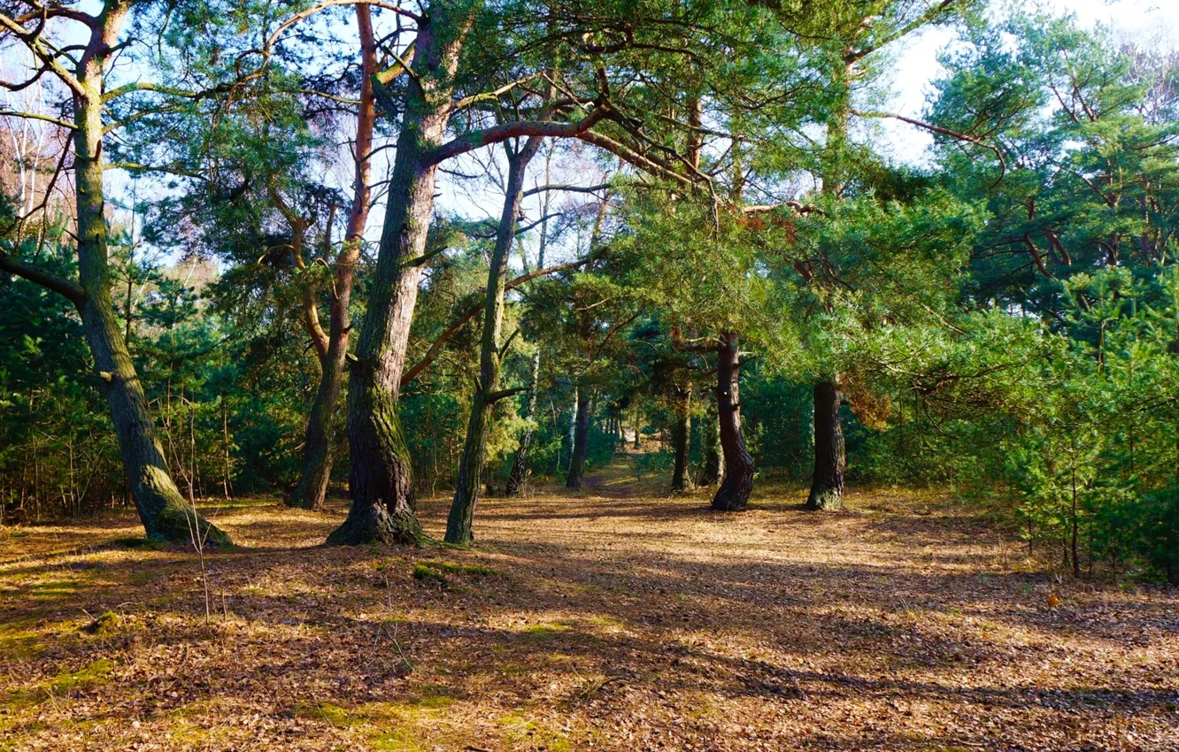 Photo wallpaper forest, park, tree