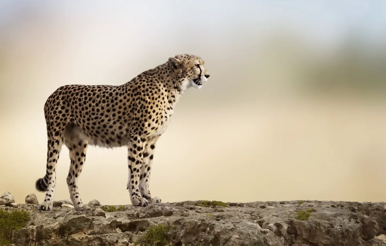 Photo wallpaper stones, background, rocks, predator, blur, Cheetah, grace