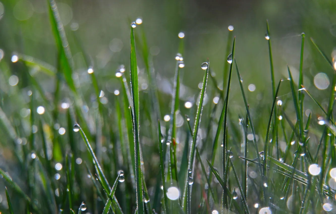 Photo wallpaper grass, water, dropd, Dew Drops