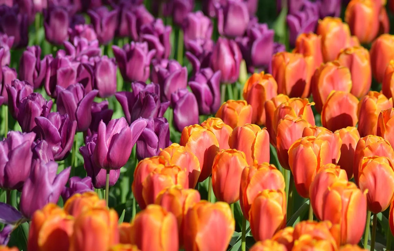 Photo wallpaper Park, tulips, Netherlands, buds, a lot, Netherlands, Keukenhof, Keukenhof