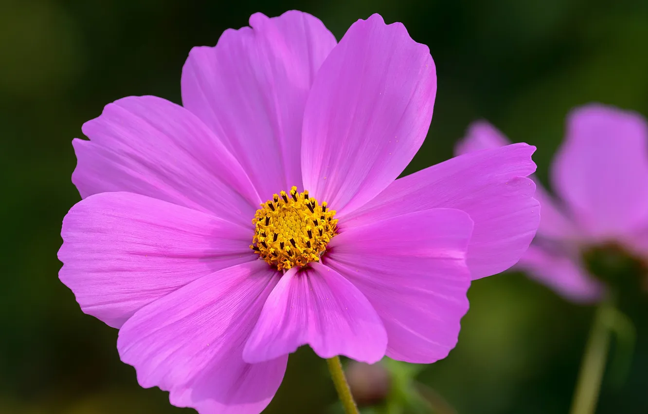 Photo wallpaper summer, flowers, flowerbed, kosmeya