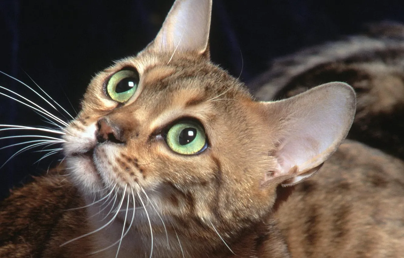 Photo wallpaper cat, mustache, look, ears