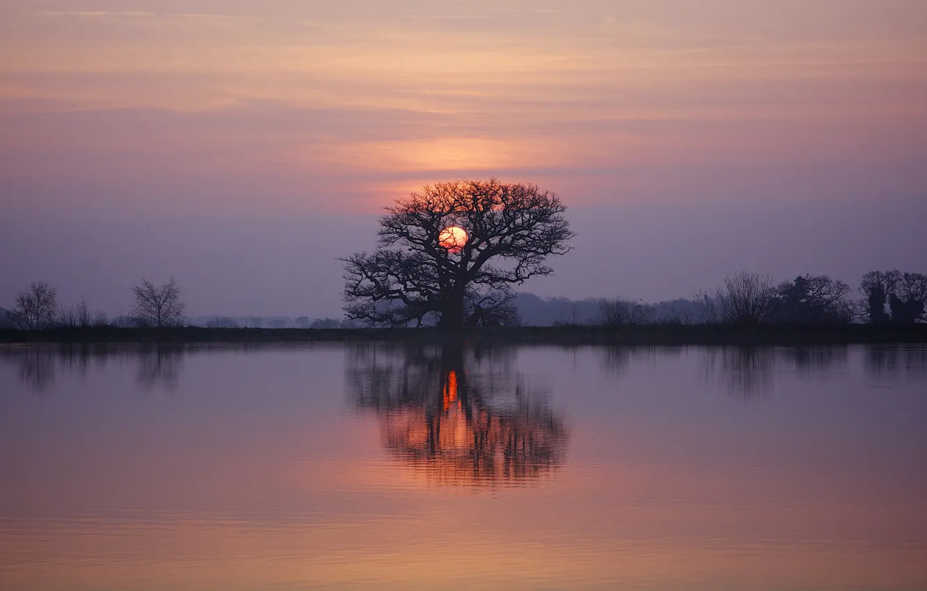 Photo wallpaper twilight, sunset, lake, tree, dusk, reflection, branches