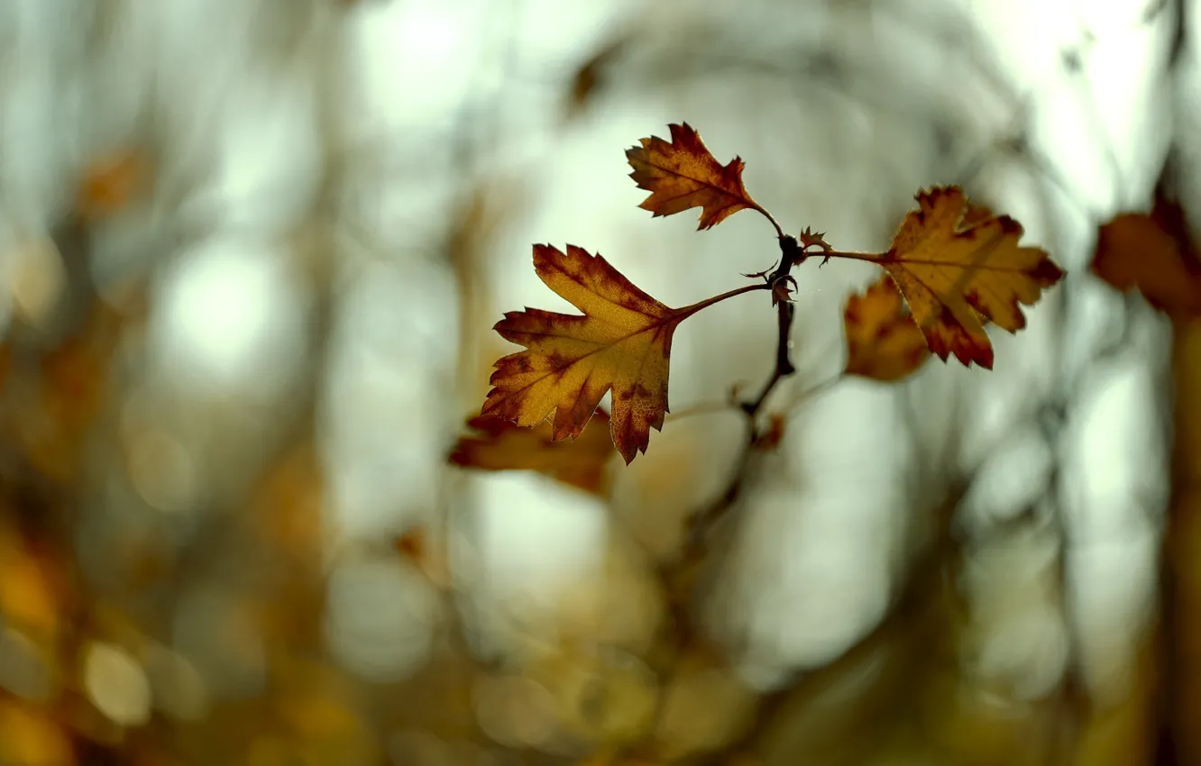 Photo wallpaper autumn, leaves, macro, branches, color