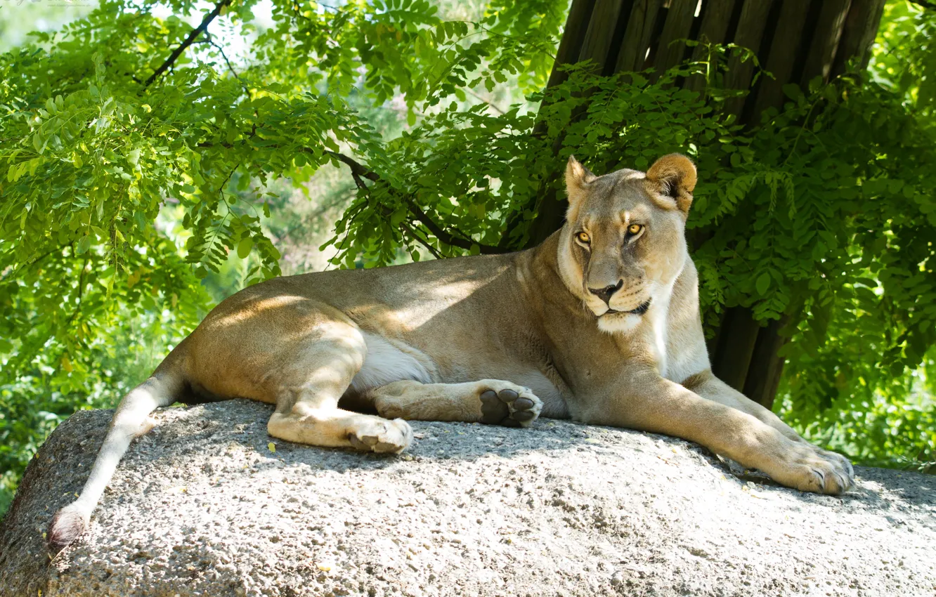 Photo wallpaper cat, the sun, stay, stone, lioness