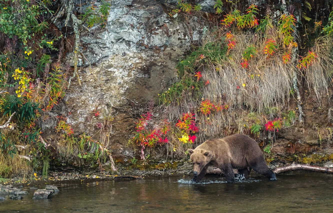 Photo wallpaper autumn, nature, bear