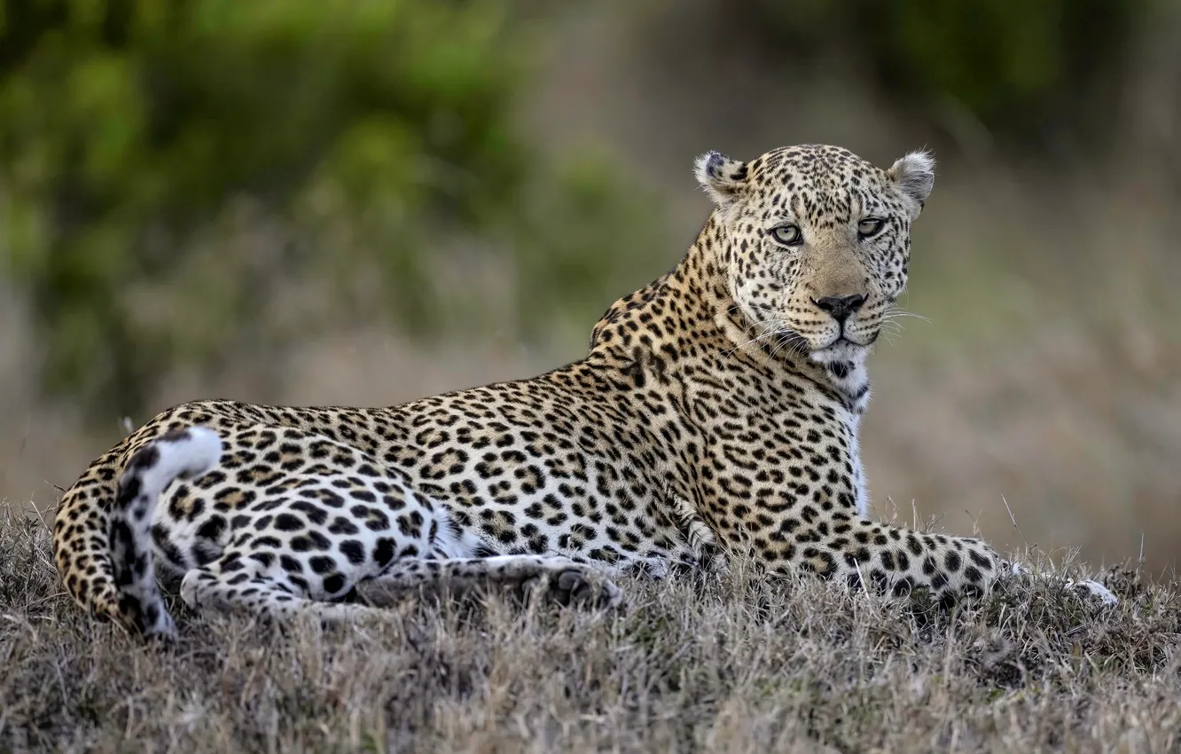 Photo wallpaper grass, look, face, nature, pose, leopard, lies