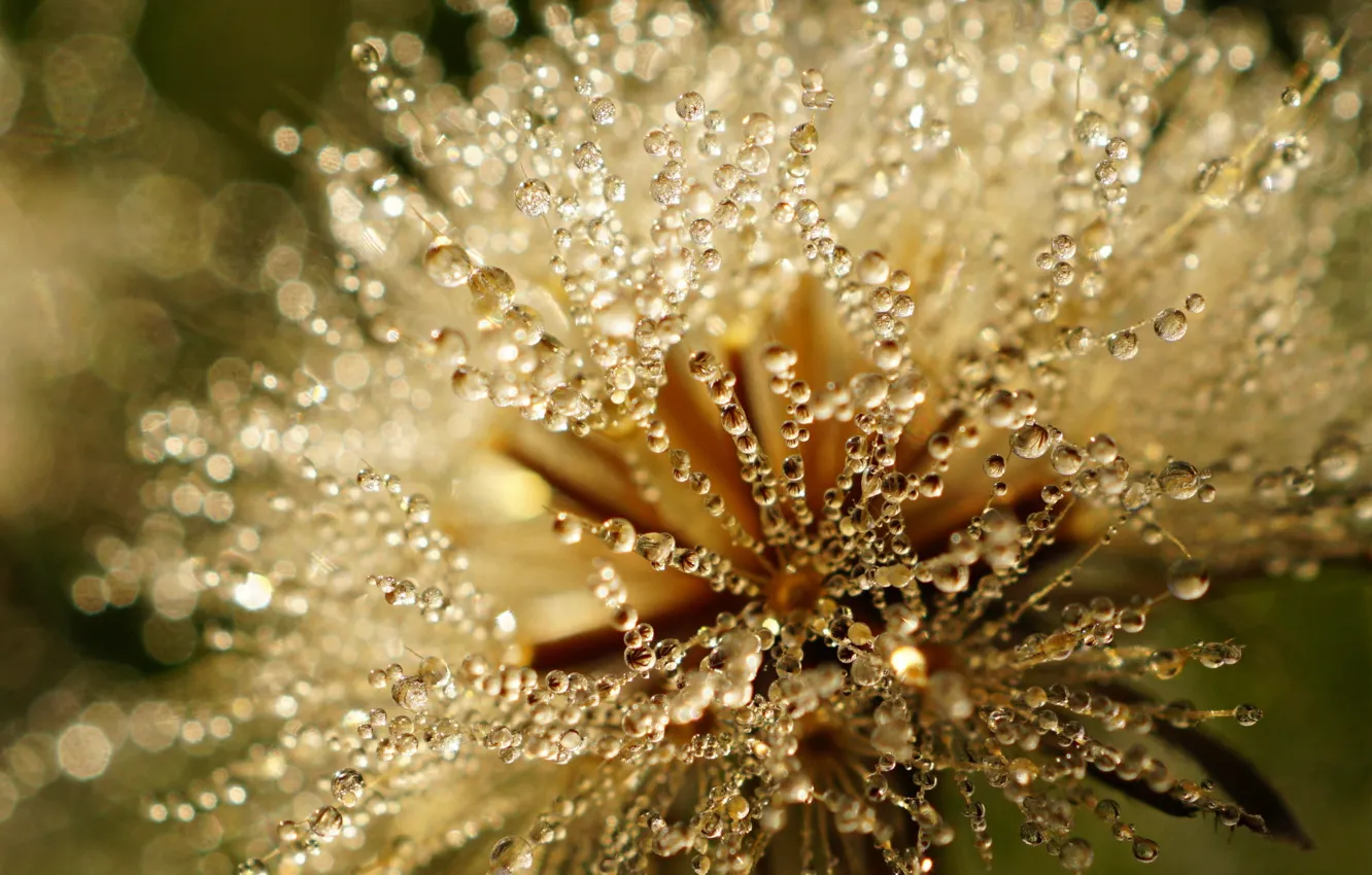 Photo wallpaper drops, Rosa, glare, dandelion