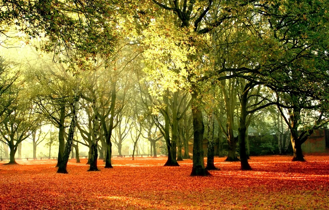 Photo wallpaper autumn, leaves, the sun, trees, Park