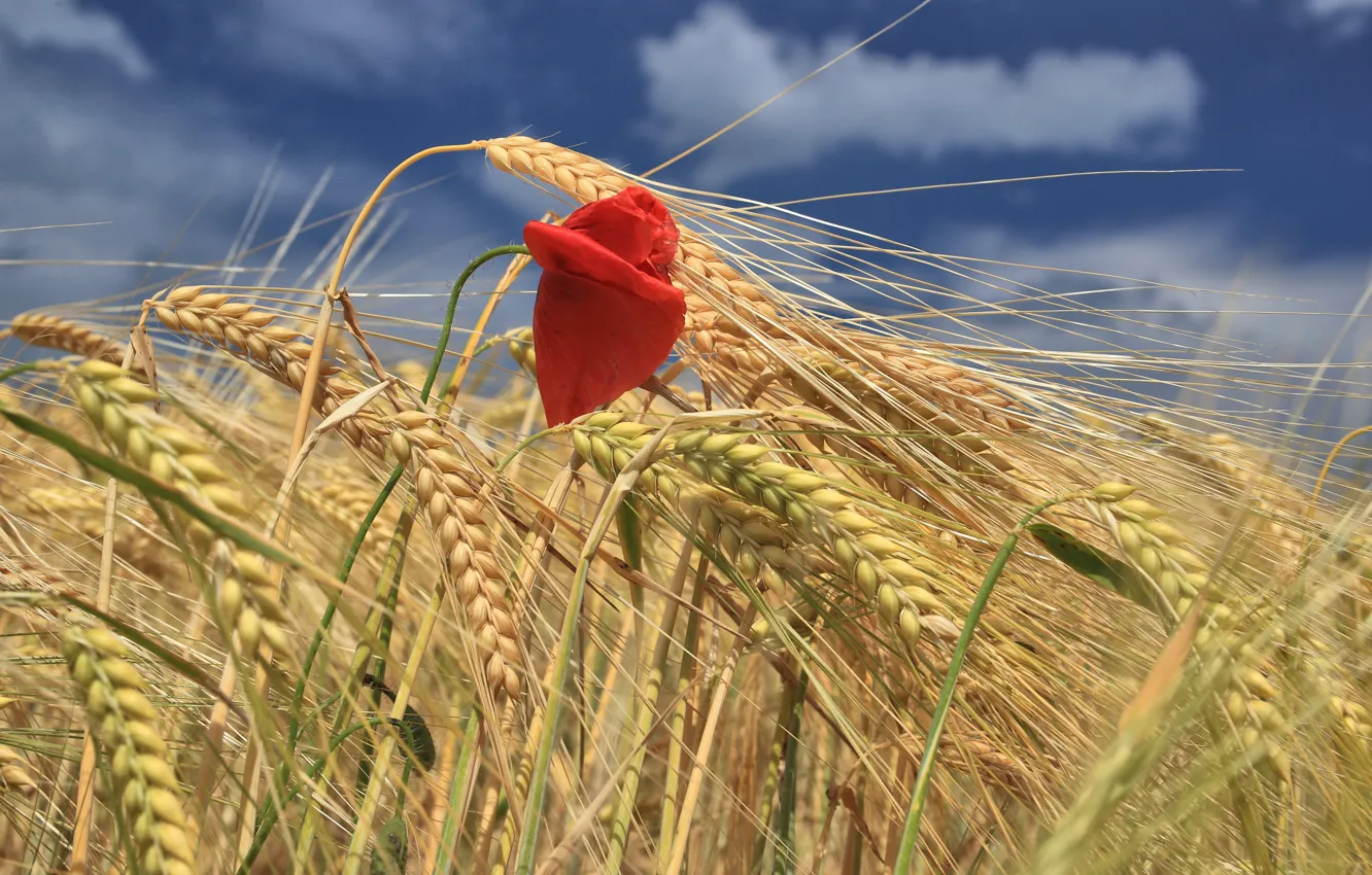 Photo wallpaper wheat, field, flowers, Mac, ears