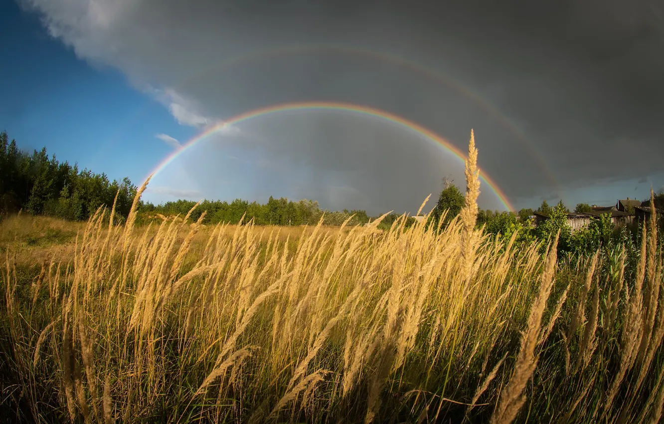 Photo wallpaper field, forest, the sky, light, clouds, rainbow, village, spikelets