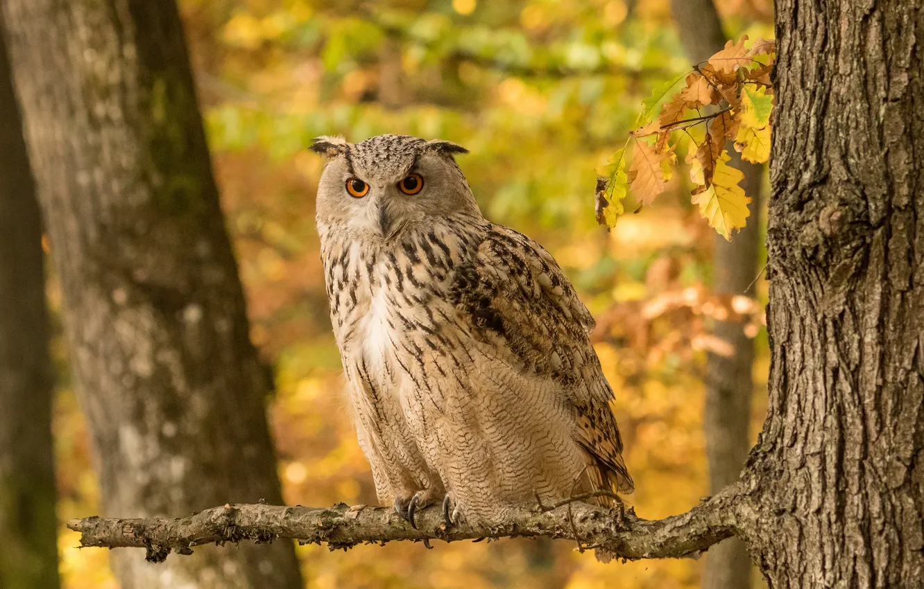 Photo wallpaper autumn, look, leaves, trees, orange, branches, yellow, nature