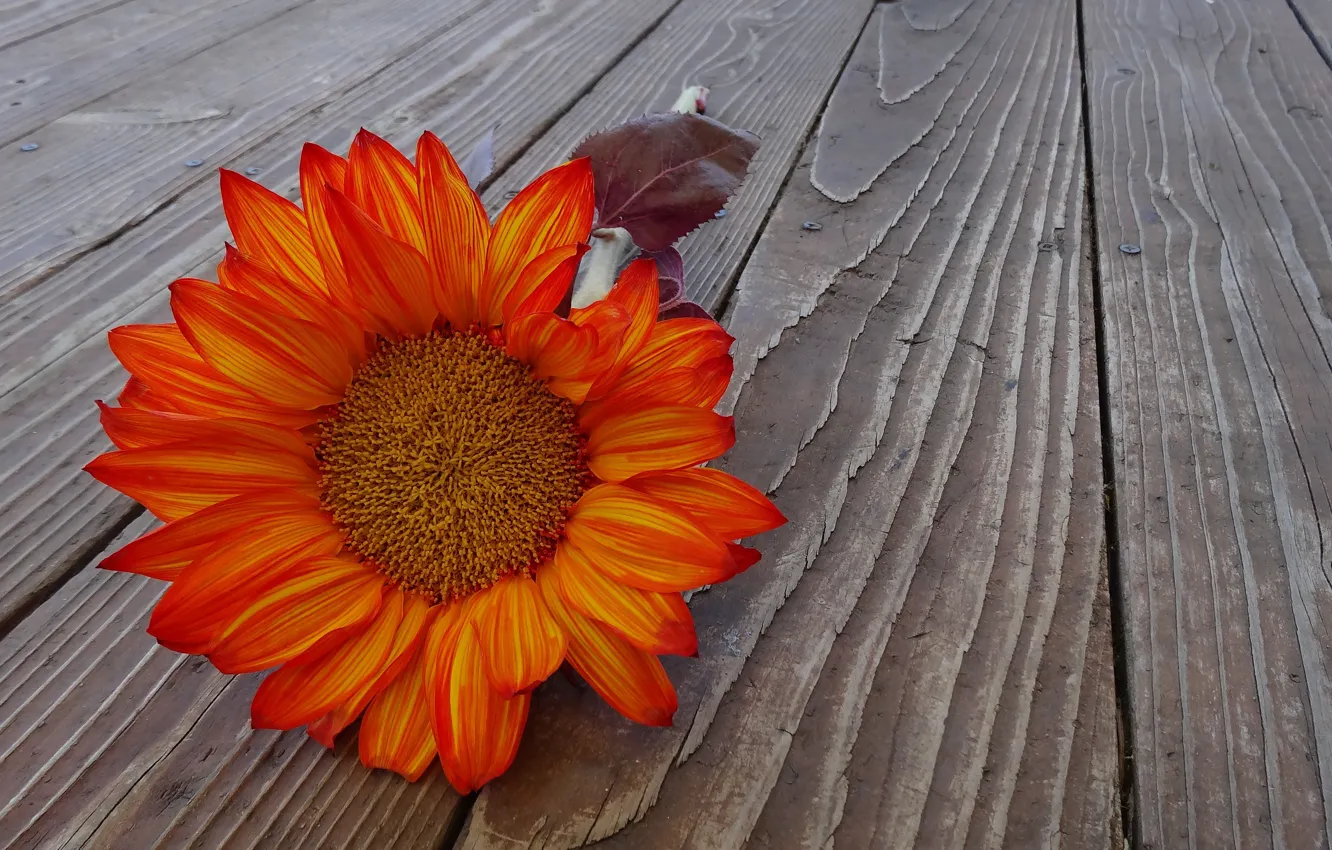 Photo wallpaper flowers, background, leaf, blooms