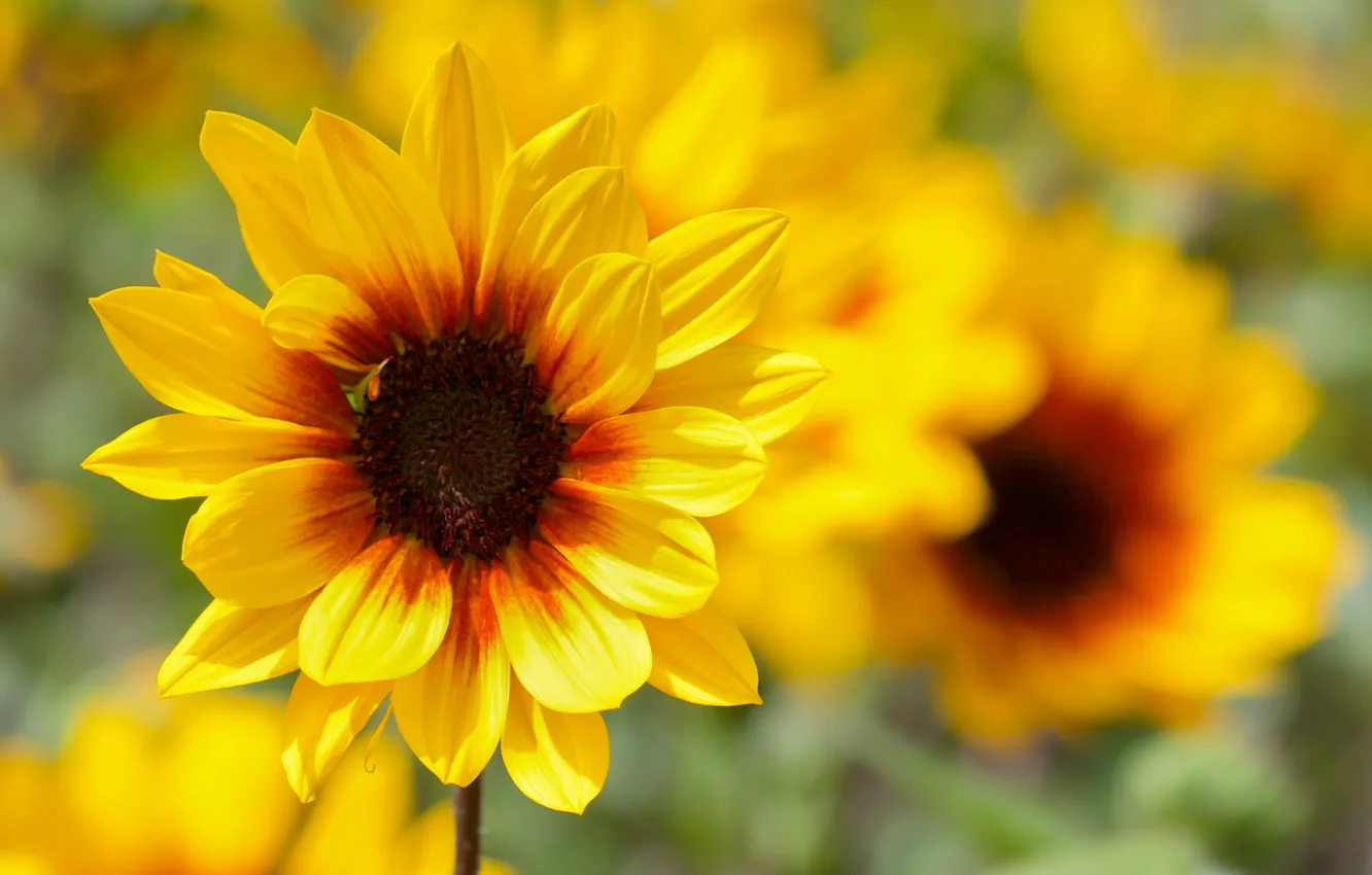 Photo wallpaper macro, sunflowers, flowers, yellow, bokeh