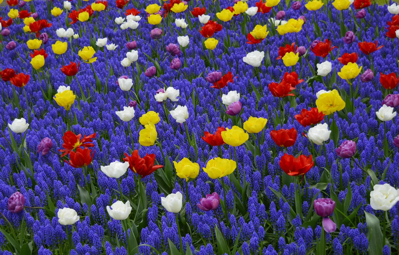 Photo wallpaper flowers, tulips, flowerbed, a lot, Muscari
