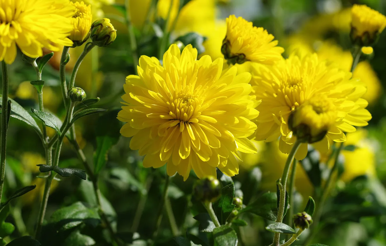Photo wallpaper autumn, flowers, nature, plant, beauty, chrysanthemum, September, flora