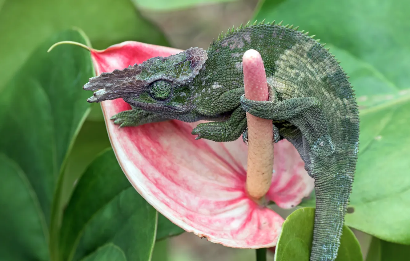 Photo wallpaper look, leaves, flowers, chameleon, pink, pistil, Anthurium