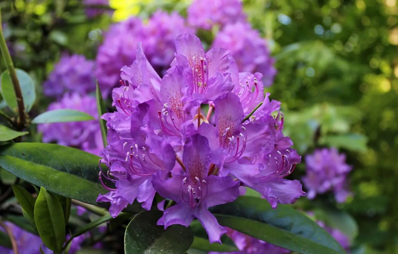 Photo wallpaper bokeh, Azalea, rhododendrons