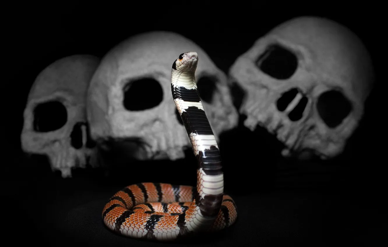 Photo wallpaper snake, cobra, Aspidelaps lubricus