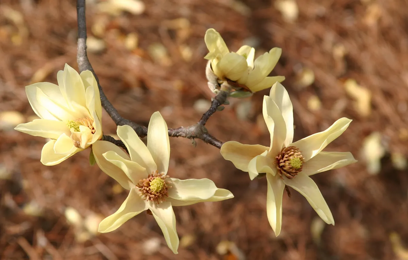 Photo wallpaper flowers, branches, background, tenderness, spring, petals, blur, Magnolia
