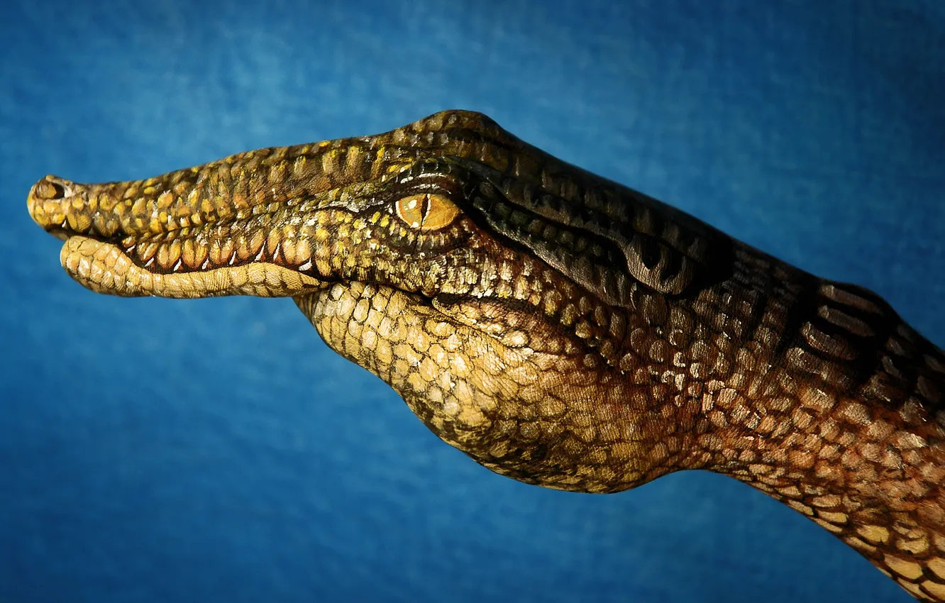 Photo wallpaper creative, Wallpaper, hands, crocodile, artist, fingers, wallpapers, alligator