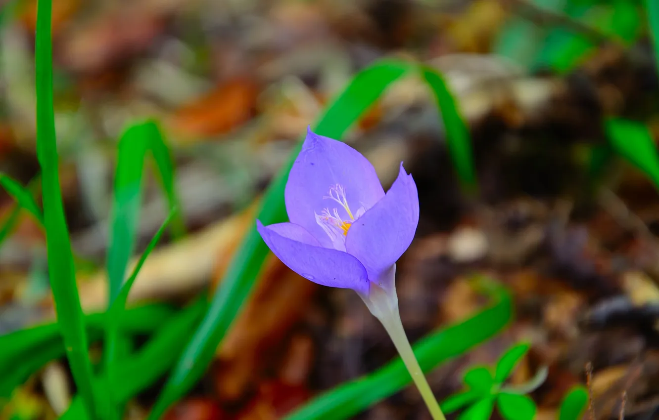 Photo wallpaper nature, spring, petals, crocuses