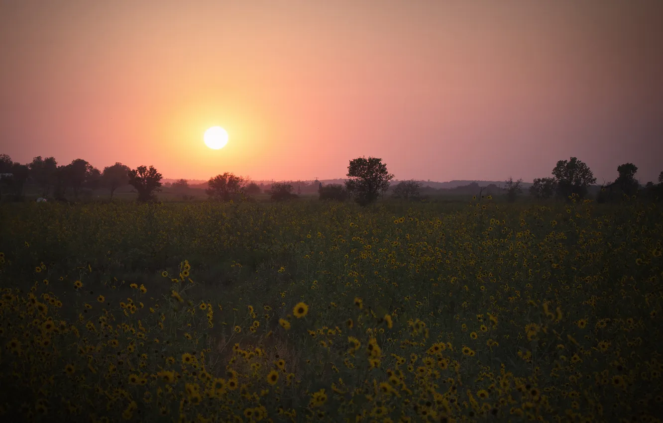 Photo wallpaper field, sunset, flowers, yellow