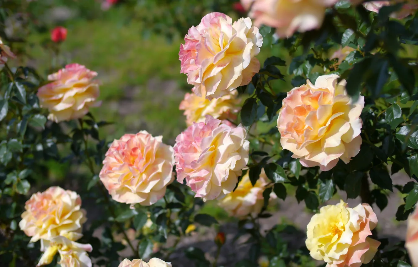 Photo wallpaper roses, buds, rose Bush