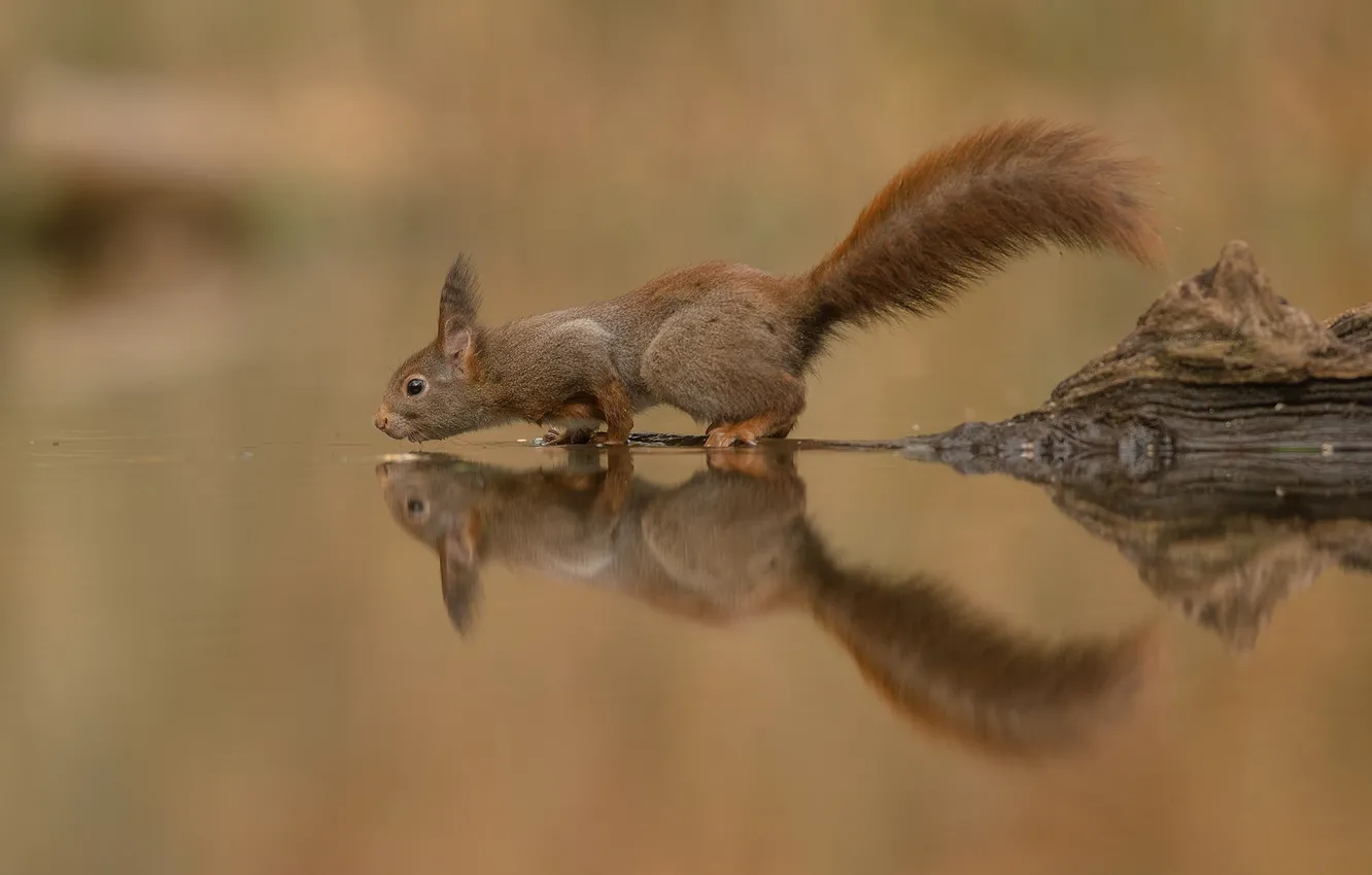 Photo wallpaper water, reflection, protein, tail