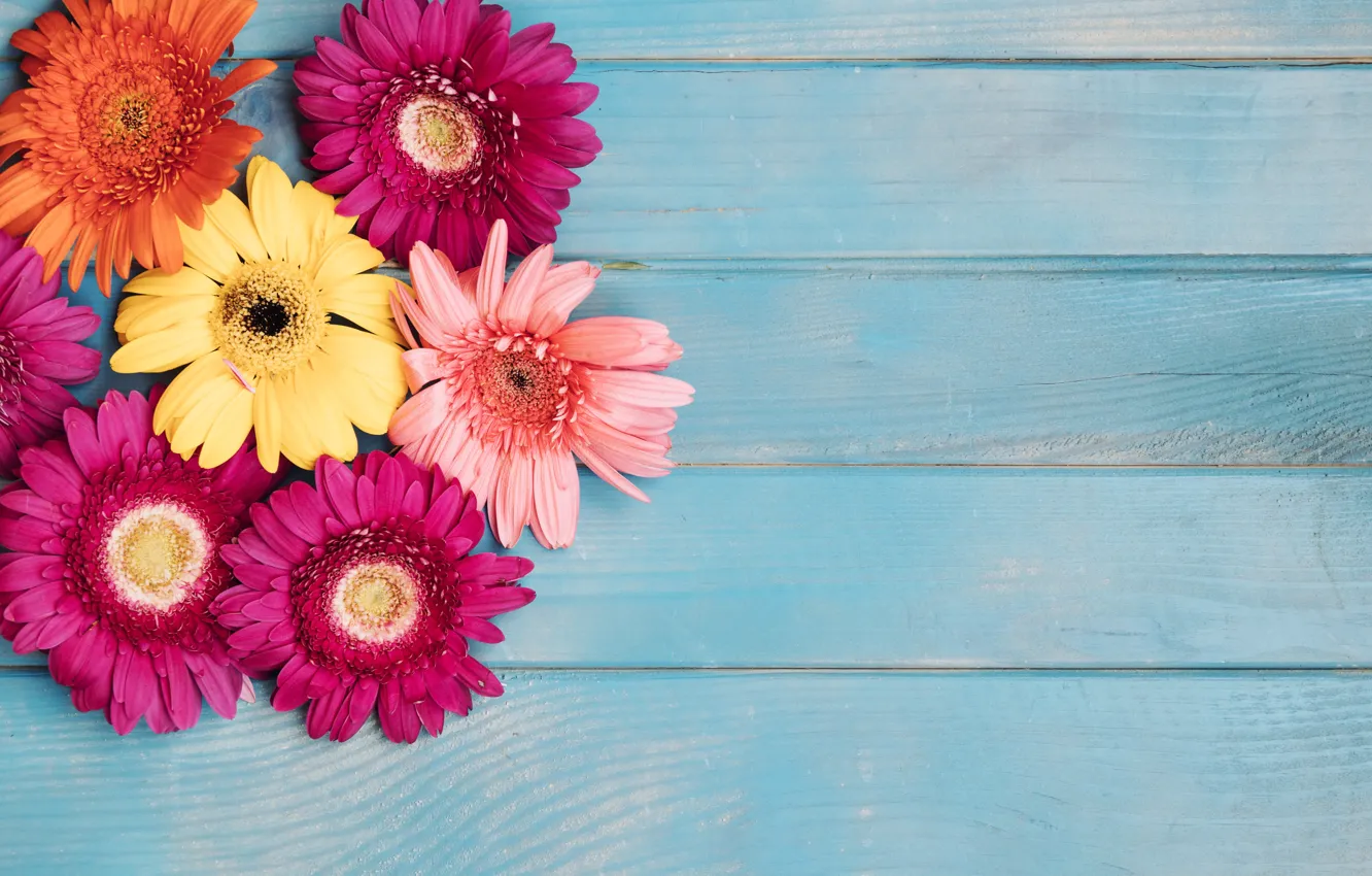 Photo wallpaper flowers, yellow, background, colorful, pink, gerbera, chrysanthemum, yellow